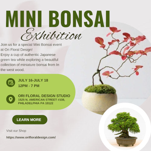 Mini Bonsai Pop-Up 🌿